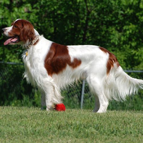 Irish Red and White Setter in the Gaming Field - Pet Paw