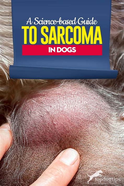 Soft Tissue Sarcomas In Dogs