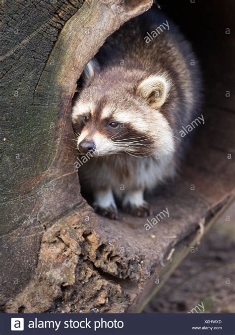 Raccoon Nest Stock Photos & Raccoon Nest Stock Images - Alamy