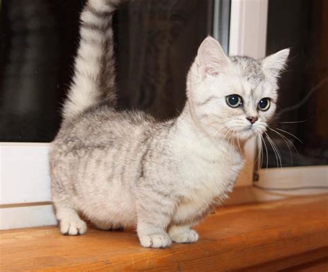 Orange Scottish Fold Munchkin Cat