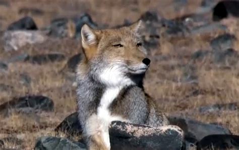 Tibetan Sand Fox Facts, Habitat, Diet, Life Cycle, Baby, Pictures