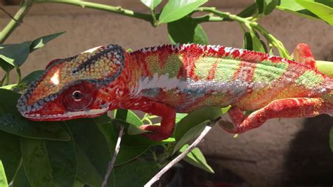 AMAZING Chameleon Color Change! - YouTube