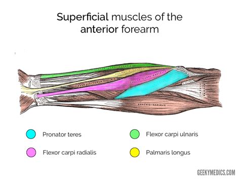 Muscles of the Anterior Forearm | LaptrinhX / News