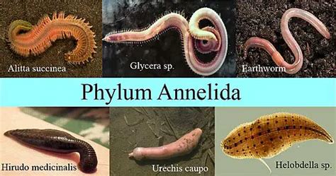 Annelids Examples