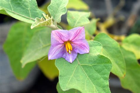 Brinjal Flower Purple - Free photo on Pixabay - Pixabay