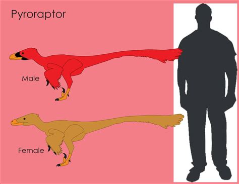 Pyroraptor Size Comparision by LouJunior on DeviantArt