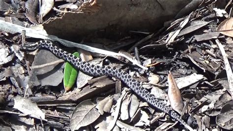 sistrurus miliarius barbouri venom Baby pygmy rattlesnake sheds - all ...