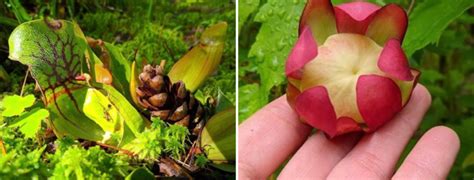 Saving Our Rare and Beautiful Mountain Bogs - Conserving Carolina