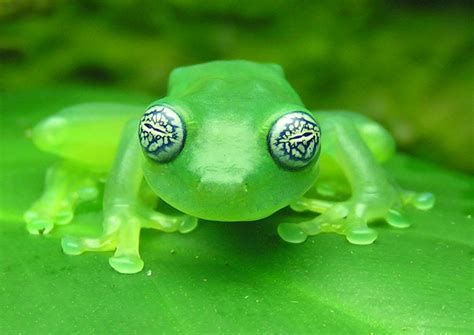 Watch Out, This Ghost Glass Frog's Got the Crazy Eyes!! | Featured Creature