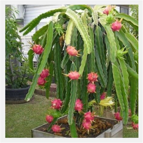 Dragon Fruit Plant