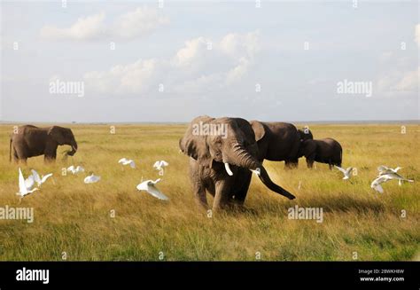 Elephants in Amboseli Nationalpark, Kenya, Africa Stock Photo - Alamy