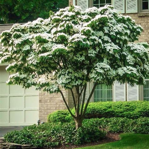 Kousa Dogwood Tree Fertilizer