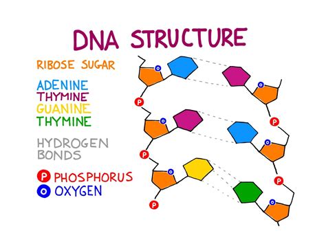 Color coded molecular structure of the DNA molecule | Molecule diagram ...