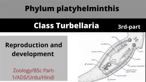 Turbellaria Reproduction