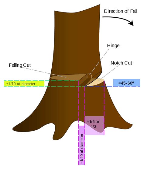 tree felling techniques chainsaw - Jesenia Jaramillo