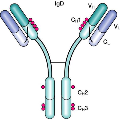 Immunoglobulin D. Causes, symptoms, treatment Immunoglobulin D