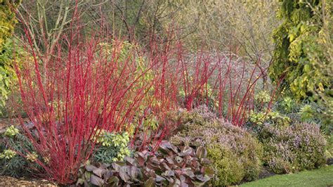 Winter Garden - Cambridge University Botanic Garden