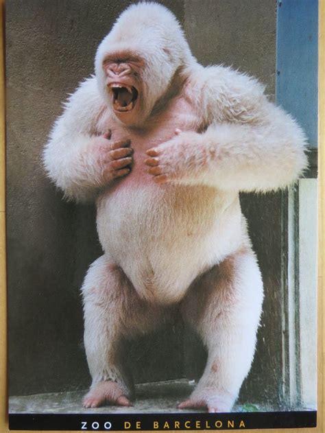 Snowflake, the white gorilla in Barcelona zoo | Albino gorilla, Unusual ...