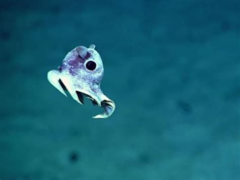 Incredible images of undiscovered deep sea creatures released after ...