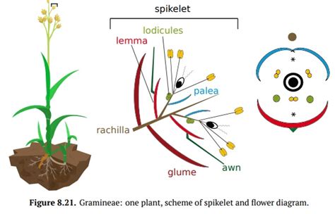 Gramineae, or Poaceae - grass family