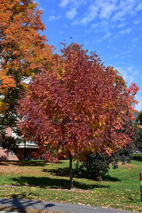 Autumn Applause White Ash (Fraxinus americana 'Autumn Applause') in ...