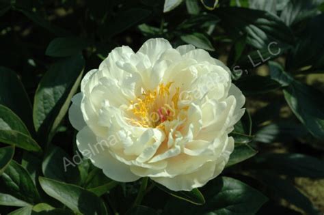 The Sunny Boy Peony | Adelman Peony Gardens