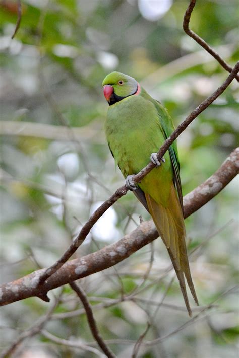 Seychelles Birding Tours - Mauritius Birding Tours - Reunion - Birdquest