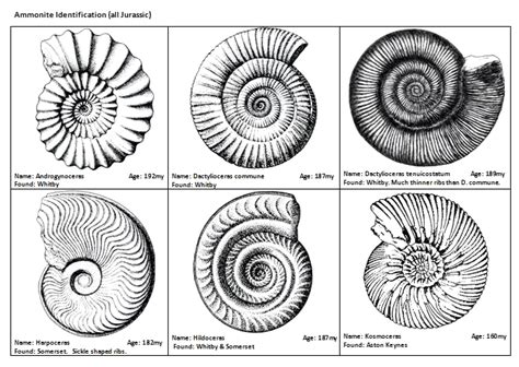 Ammonite identification - Fossil ID - The Fossil Forum