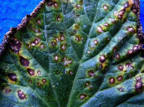 Alternaria leaf blight on cucurbits | Vegetable Pathology – Long Island ...