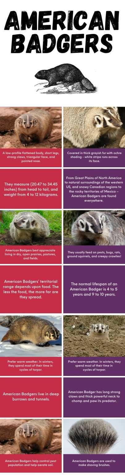 About American Badger - Behavior, Diet, Characteristics, & Facts