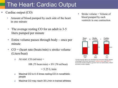 The Heart: Cardiac Output