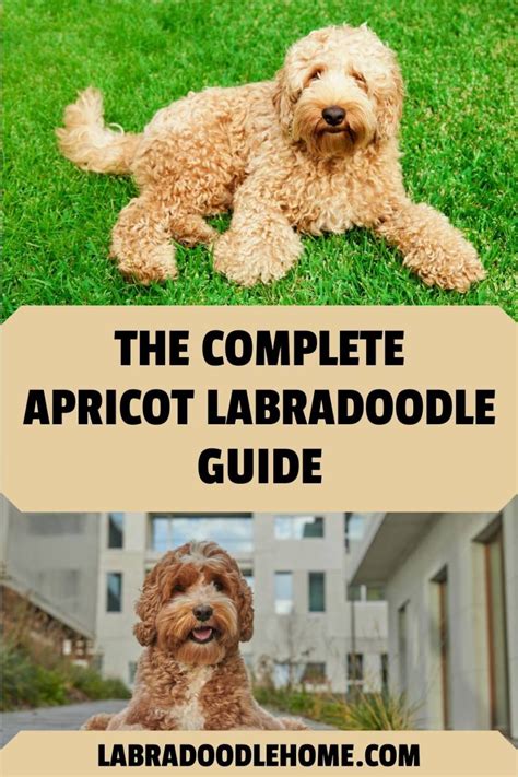 Apricot Labradoodle Guide - What Makes This Dog So Special?