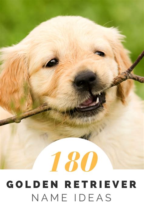 Over 180 Golden Retriever Names for Your Beloved Pup - PetHelpful