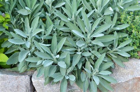 How to Grow Sage - Self Sufficient Me