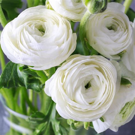 Ranunculus asiaticus Tecolote 'White' Persian Buttercups (10 pack ...