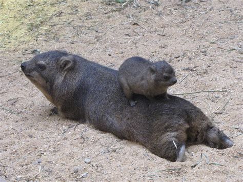 Common Rock Hyrax 01 by animalphotos on DeviantArt