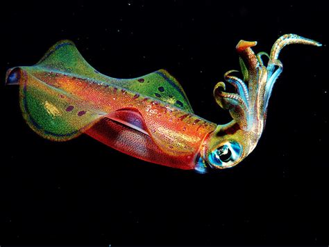 🔥 Bioluminescent Squid : r/NatureIsFuckingLit