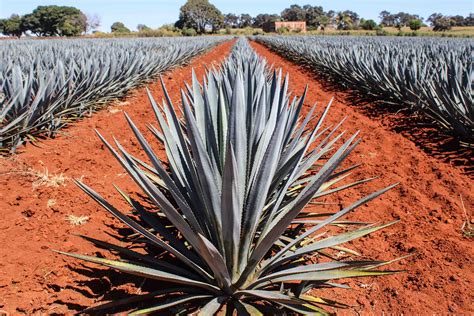 What are the differences between Tequila & Mezcal? - Spirits Kiosk