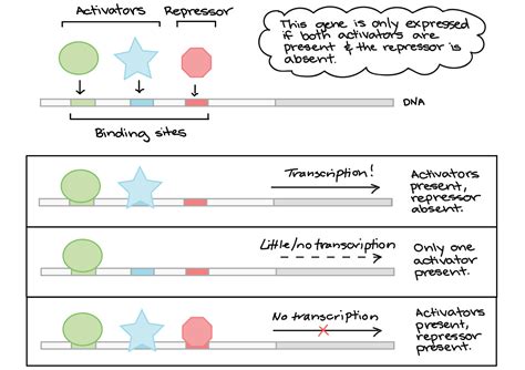 Protein Synthesis I: Transcription – An Interactive Introduction to ...