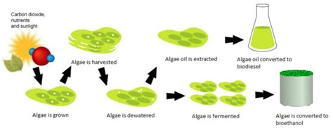 16+ Biofuels From Algae Pictures - Engineering's Advice