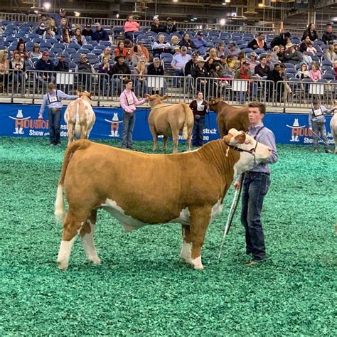 Champion Polled Hereford steer . Houston Livestock show 2019 | Showing ...