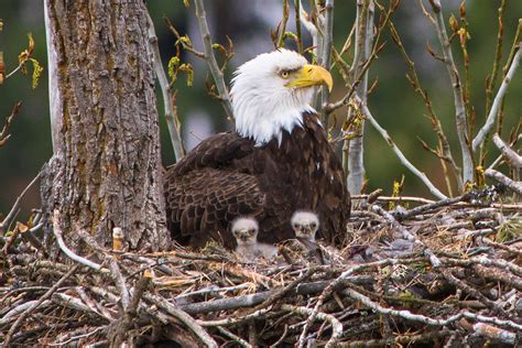 Bald Eagle Twins | Turner Bay, Lake Coeur d'Alene, Idaho | Craig ...