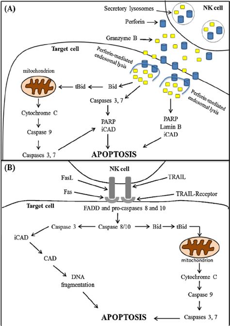 Mechanisms of natural killer cell cytotoxicity (NKCC). NK cells ...