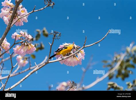 Altamira Oriole (Icterus gularis) feeding on flowers in Tabasco state ...