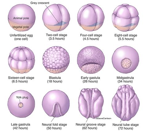 Frog - Early Embryonic Development | Carlson Stock Art