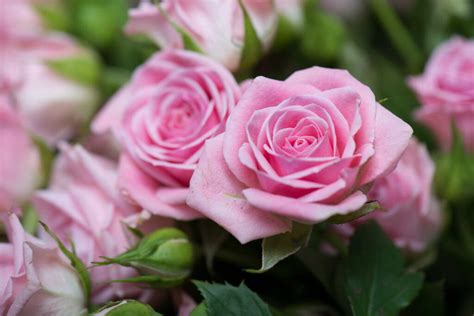 Rosa Rosen: Die schönsten Sorten in Pink & Rosé - Plantura