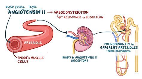 Renin-angiotensin-aldosterone system: Video & Anatomy | Osmosis