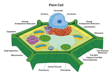 Plant Cell Diagram, Definition, Structure, Function & Parts