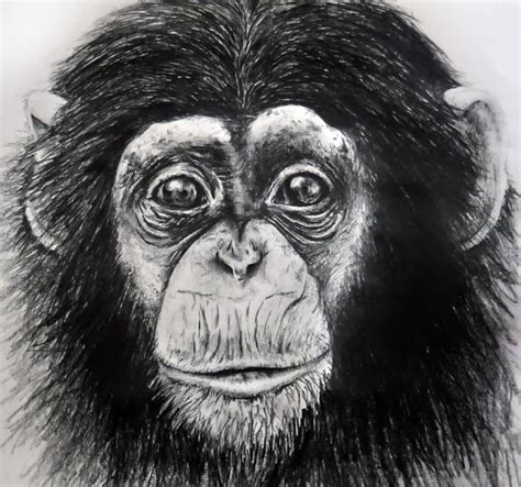 Monkey drawing, Animal paintings, Watercolor paintings of animals