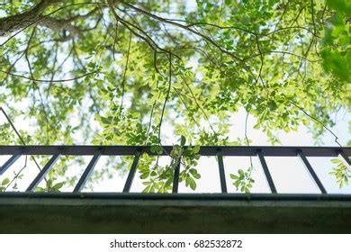 Roof Terrace Summer Shade Trees Stock Photo 682532872 | Shutterstock